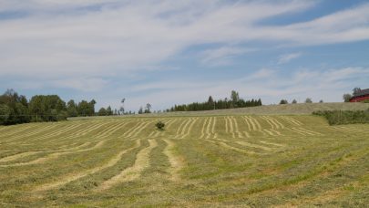 Okologisk eng foto Morten L