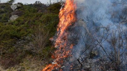 Lyngbrenning annlaug fludal foto